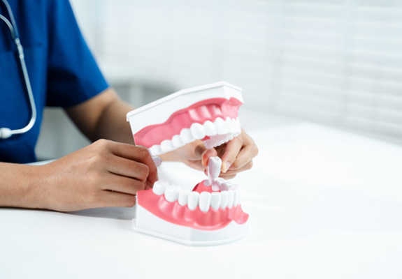 Dental assistant showing tooth extraction on model of mouth
